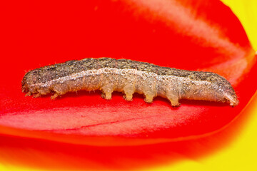A macro image of a Cabbage Moth caterpillar - Mamestra brassicae.