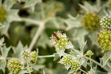 Flower of a plant with spikes, bee on the flower