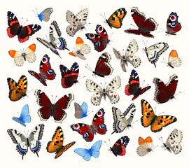 Big vector set of high detailed butterflies
