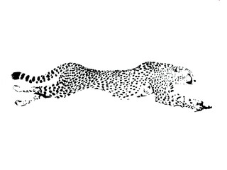 Cheetah / Gepard