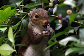 squirrel eating blueberry and posing 