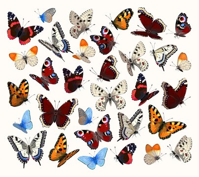 Big vector set of high detailed butterflies