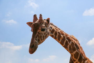 Giraffe on a blue sky background.