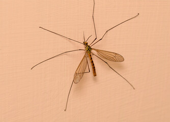 A close up image of a Crane Fly, Dolichopeza