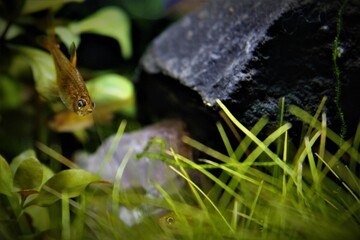 Ember Tetra Close Up on Nature Aquarium with Lives Plants and Natural Rocks