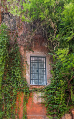 grunge house window and orange wall covered by green foliage in Trastevere, Rome Italy