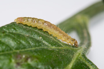 A small caterpillar found on the tomato plant in the kitchen garden greenhouse.