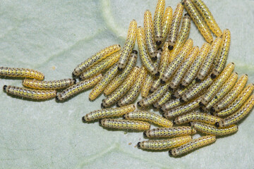 A batch of Large Cabbage Wihite butterfly  caterpillars, Pieris brassicae