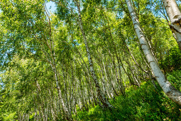 Birch forest in the italian alps