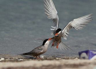 White-cheeked Tern snatching fish from other at Busaiteen coast of Bahrain