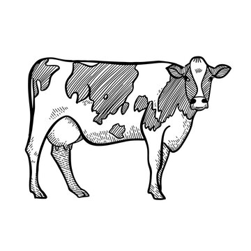 Spotted Cow. Hand drawn single image in a graphic style. Vintage vector engraving illustration for poster, web. Isolated on white background.
