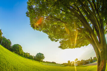 新緑の大木と太陽の光