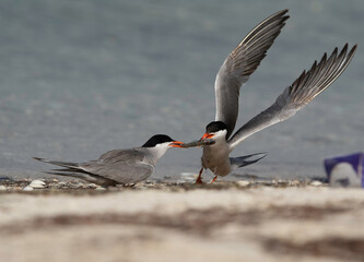 White-cheeked Tern snatching fish from other at Busaiteen coast of Bahrain