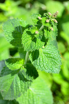 Blooming mint in the garden.