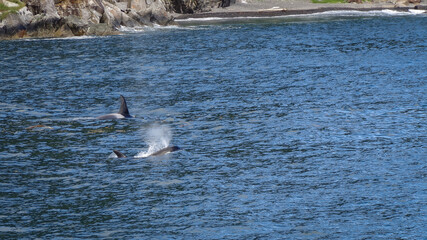 Fototapeta premium Two Orcas Breaching