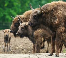  Bisons in the field