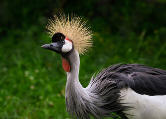 Fototapeta premium grey crowned crane balearica