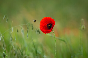 red poppy flower