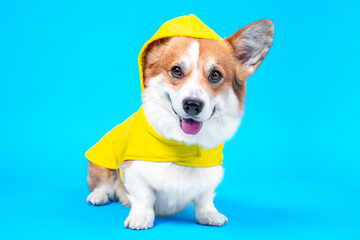 Cute smiling welsh corgi pembroke or cardigan dog in cozy yellow raincoat with hood sits on blue...