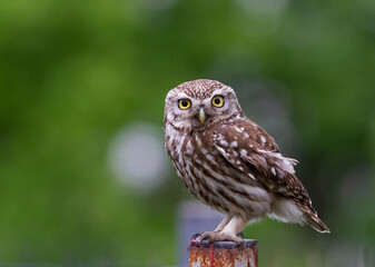 Owl