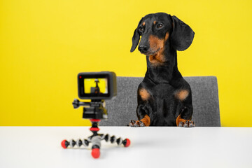 Famous obedient dachshund blogger sits at table and shoots video blog for dogs on action camera on yellow background, front view. Interview or breaking news for pets