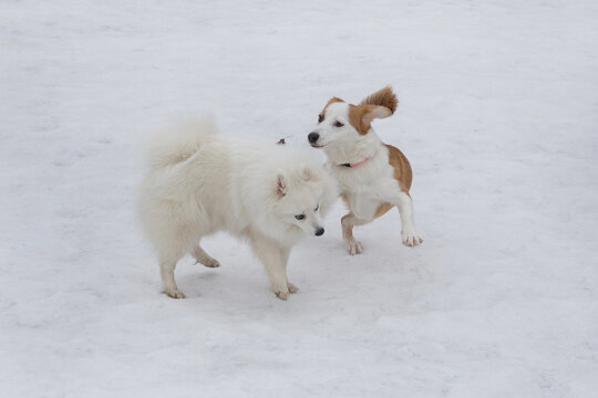 455 Best Japanese Spitz Images Stock Photos Vectors Adobe Stock 455 Best Japanese Spitz Images Stock Photos Vectors Adobe Stock