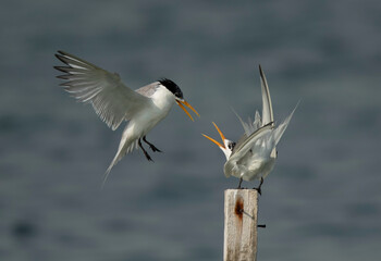 Greater Crested Tern quarrel for wooden log at Busaiteen coast, Bahrain