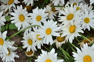 White daisies are blooming in July