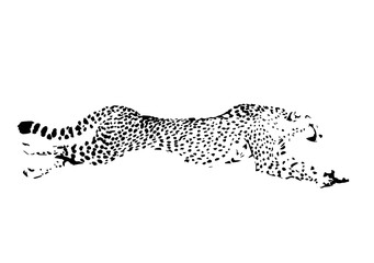 Cheetah / Gepard © Jan