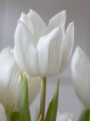 Closeup of a bouquet of white tulips 