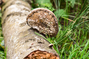 
Nature. Fields, roads without end, grass that grows, and trees on which mushrooms grow
