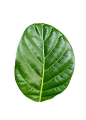Green leaf of Morinda Citrifolia, Noni fruit