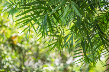Green bamboo lush leaves background