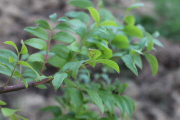 green leaves of tree