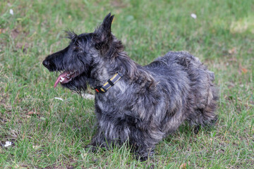 Cute scottish terrier puppy is standing on a green grass in the summer park. Pet animals.