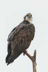 bird of prey