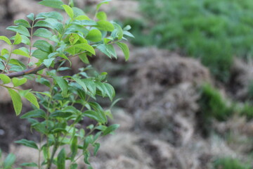 green leaves of tree