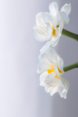 Fototapeta na wymiar Two daffodil heads, special white double daffodils. 