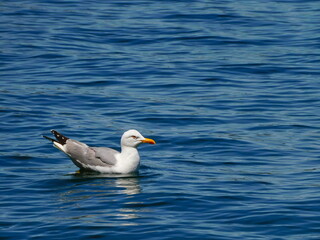 Gaviota patiamarilla en el puerto de Cudillero