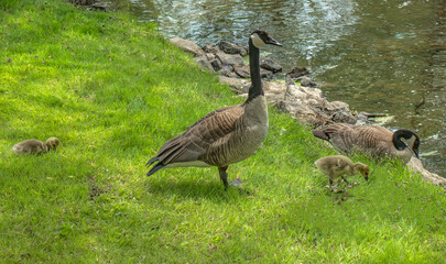Two Canada geese and two goslings in park on grassy shoreline near river nobody