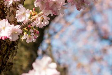Pink blossom in a tree, blue sky