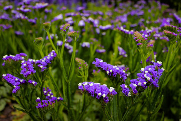 Limonium sinuatum, commonly known as wavyleaf sea lavender, statice, sea lavender