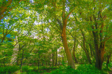 新緑に包まれた玉川上水