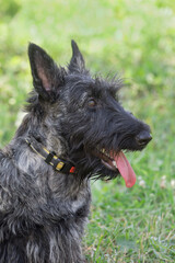 Portrait of scottish terrier puppy is standing on a green grass in the summer park. Pet animals.