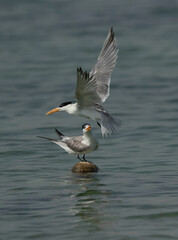 Fototapeta na wymiar Greater Crested Tern fight for space at Busaiteen coast, Bahrain