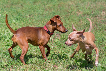 Russian toy terrier puppy and zwergpinscher puppy are playing on a green grass in the summer park. Pet animals.
