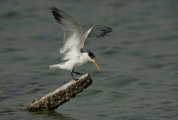 Greater Crested Tern landing on a wooden log at Busaiteen coast, Bahrain