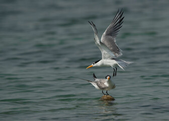 Fototapeta na wymiar Greater Crested Tern trying to get space at Busaiteen coast, Bahrain