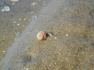 Fototapeta na wymiar Bernard l'hermite sur le sable de la plage