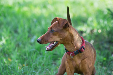 Zwergpinscher puppy is standing on a green grass in the summer park. Pet animals.